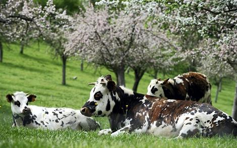 Vaches Normandes sous les pommiers